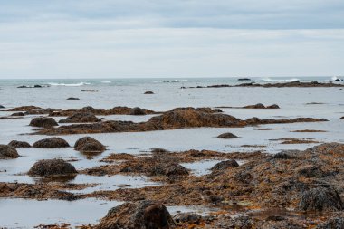 İzlanda 'daki Ytri Tunga plajında kayaları kaplayan tonlarca yosun ve deniz yosunu.