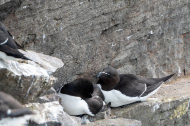 Razorbill kuşları, Latrabjarg İzlanda 'nın kayalıklarına yuva yapıyor.