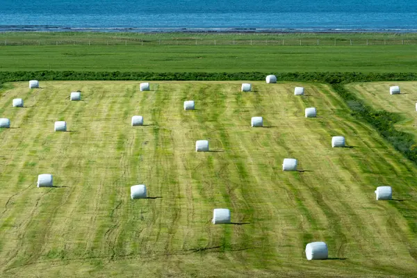 White plastic wrapped hay bales on a farm, in rural Iceland. Westfjords