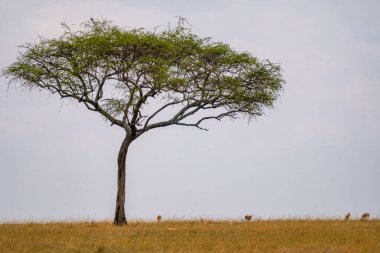 Kenya Doğu Afrika 'daki Maasai Mara Reserve' deki Şemsiye Dikeni ağacı.