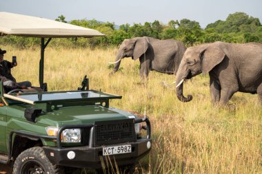 Kenya, Afrika - 9 Mart 2023: Bebek fil, turistler fotoğraf çekerken Masaai Mara Reserve 'de safari aracının yanında yürüyor