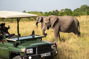 Kenya, Afrika - 9 Mart 2023: Bebek fil, turistler fotoğraf çekerken Masaai Mara Reserve 'de safari aracının yanında yürüyor