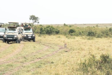 Masaai Mara, Kenya - 9 Mart 2023: Safari araçları bir leoparı toprak yolda yürürken takip ederler