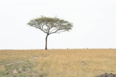 Kenya Doğu Afrika 'daki Maasai Mara Reserve' deki Şemsiye Dikeni ağacı.