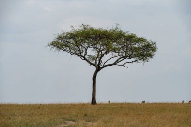 Kenya Doğu Afrika 'daki Maasai Mara Reserve' deki Şemsiye Dikeni ağacı.