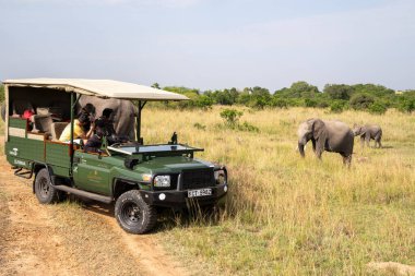 Kenya, Afrika - 9 Mart 2023: Bebek fil, turistler fotoğraf çekerken Masaai Mara Reserve 'de safari aracının yanında yürüyor