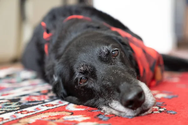 Senior Perro Labrador Retriever Negro Acostado Sobre Una Alfombra Roja Fotos De Stock Sin Royalties Gratis