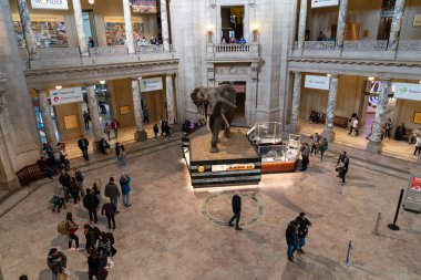 Washington, DC - 13 Kasım 2023: Smithsonian Doğa Tarihi Müzesi 'nin kubbesinde ünlü fil