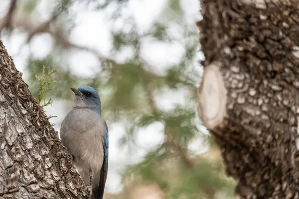 A Mexican Jay bird perched on a tree in Arizona at Chiricahua National Monument