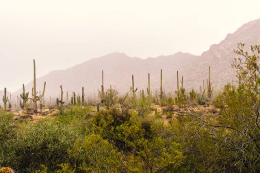 Yağmurlu bir günde Saguaro Ulusal Parkı 'nın Kızıl Tepeler bölgesinde Saguaro kaktüsü ve dağlar