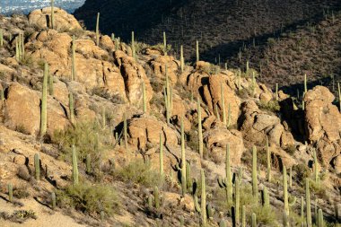 Alacakaranlıkta Gates Geçidi 'nde tonlarca Saguaro kaktüsü. Tucson Arizona