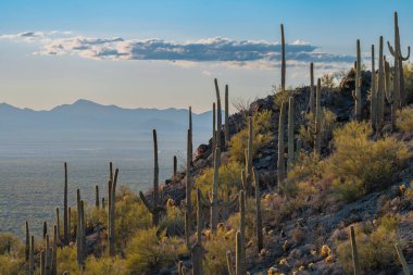 Güzel Gates Geçidi, Saguaro Kaktüsü dağ yamacında, Tucson Arizona