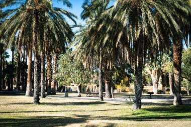 Agua Caliente Bölge Parkı - Güneşli bir günde Tucson Arizona