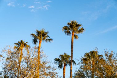 Tucson Arizona 'da güzel renkli palmiye ağacı günbatımı. Bulutlar ve kopyalama alanı