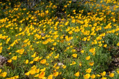 Arizona 'daki Tuscon Dağı Parkı' nda çiçek açan gelincikler.