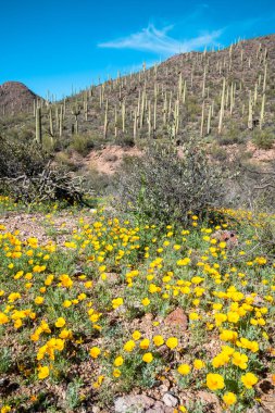 Arizona 'daki Tuscon Dağı Parkı' nda çiçek açan gelincikler.