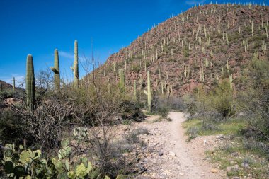 Saguaro kaktüsü bir dağ yamacında, Tucson Mountain Park Arizona 'da.