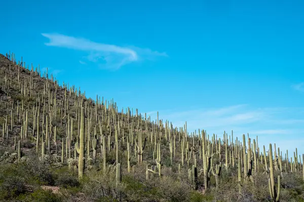 Saguaro kaktüsü bir dağ yamacında, Tucson Mountain Park Arizona 'da.