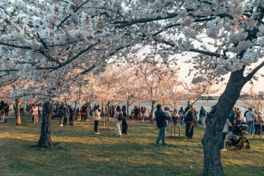 Washington, DC - 21 Mart 2024: Gelgit havzasında turist kalabalığı, çiçek açan kiraz ağaçlarının keyfini çıkarıyorlar