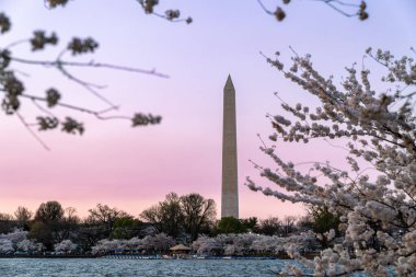 Washington Anıtı ile birlikte gelgit havzasında gün batımında, kiraz çiçekleri açarken