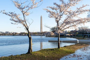 Gelgit Havzası 'nda kaldırılması planlanan iki kiraz ağacı selden ve yeni bir deniz havzası projesinin inşasından dolayı görülüyor.