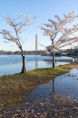 Gelgit Havzası 'nda kaldırılması planlanan iki kiraz ağacı selden ve yeni bir deniz havzası projesinin inşasından dolayı görülüyor.