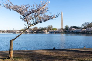 Gelgit Havzası 'nda kaldırılması planlanan bir kiraz ağacı manzarası, sel ve yeni bir deniz havzası projesinin inşası nedeniyle