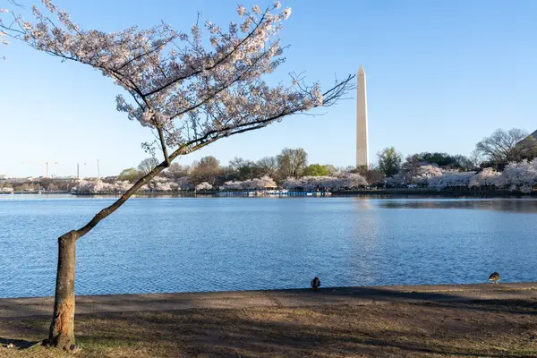 Gelgit Havzası 'nda kaldırılması planlanan bir kiraz ağacı manzarası, sel ve yeni bir deniz havzası projesinin inşası nedeniyle