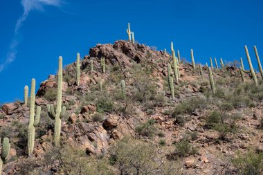 Yetman Yolu 'ndaki Saguaro kaktüsü Tucson Arizona