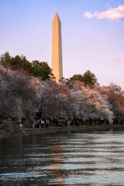 Washington, DC - 20 Mart 2024: Washington Anıtı ile birlikte Kiraz Çiçeği mevsiminde Tidal Basin 'de gün batımı