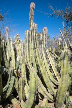 Büyük Senita kaktüsü, Arizona, mavi gökyüzüne karşı.
