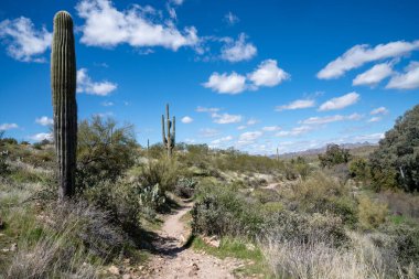 Arizona 'daki Boyce Thompson botanik bahçesindeki yol boyunca çok güzel bir çöl manzarası var.