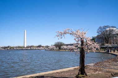 Stumpy, Washington DC 'deki gelgit havzasında sevgili kiraz ağacı.