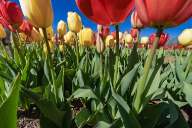 Renkli kırmızı ve sarı lalelerin düşük açılı görüntüsü