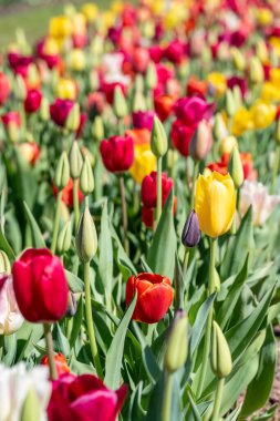 Bahar güneşinde büyüyen sarı ve kırmızı laleler