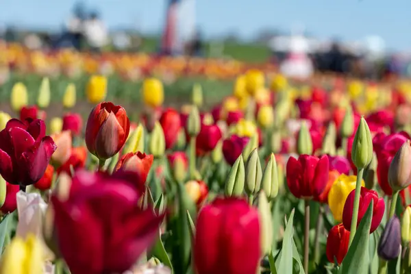 Stock image Yellow and red tulips growing in the spring sunshine