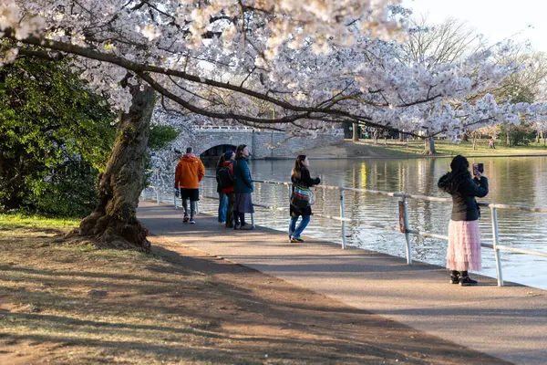 Washington, DC - 25 Mart 2024: Turistler sabah güneşinde gelgit havzasında kiraz çiçeklerinin tadını çıkarıyorlar