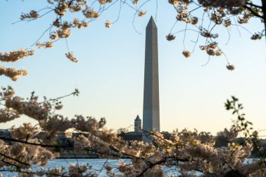 Washington Anıtı Kiraz Çiçeği Mevsiminde