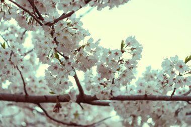 İlkbaharda Washington 'da Kiraz Çiçekleri