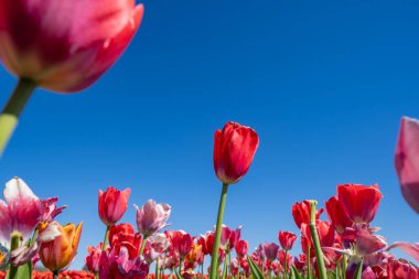 Burnside Farms Virginia 'daki lale tarlasında çok renkli pastel laleler.