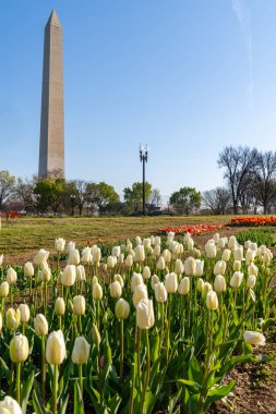 National Mall 'daki çiçek kütüphanesinde laleler. Arka planda Washington Anıtı var.