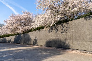 Washington, DC - 30 Mart 2024: Martin Luther King Jr., Washington DC 'de kiraz çiçeği mevsiminde