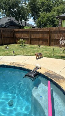 Yorkie köpek arka bahçede, havuzun yanında.