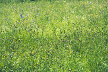 İsviçre 'de renkli kır çiçeklerinin karışımıyla güneşli çayırlarda.