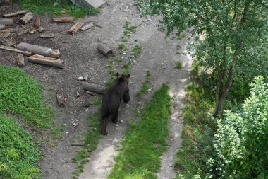 Bear walks in the Bern bear pit in the middle of the city, Barengraben clipart