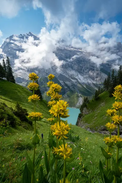 stock image Yellow wildflowers at Oeschinensee Lake hike in Switzerland, near Kandersteg in the Swiss Alps