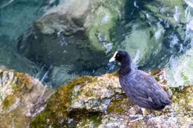 Avrasya ördeği, aynı zamanda Siyah Kök olarak da bilinir, bir demiryolu türüdür ve kayalıklarda yaşar.