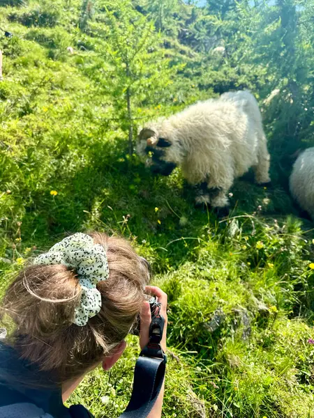 stock image Woman photographs the black nosed sheep in Zermatt, focus on the woman