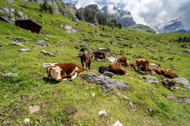 Cows lounging on the hillside along the Oeschinensee Lake hike in Switzerland clipart