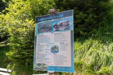 Gimmewald, Switzerland - July 23, 2024: Informational sign in German and English about the Avalnche Barrier Forest, on the Murren to Gimmelwald hiking trail clipart